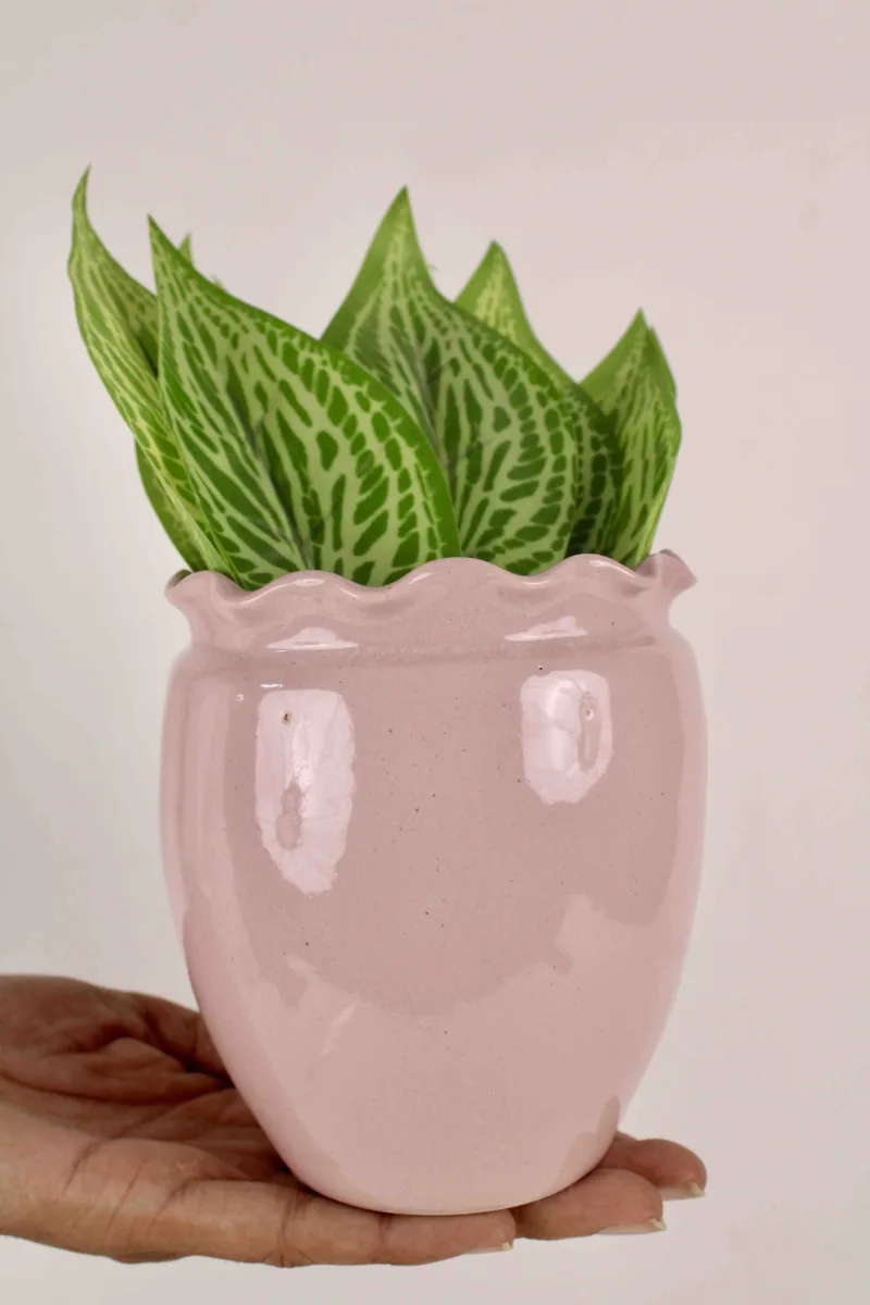 Classic Ceramic Planter — 12" Dia × 4" Height — Primary View