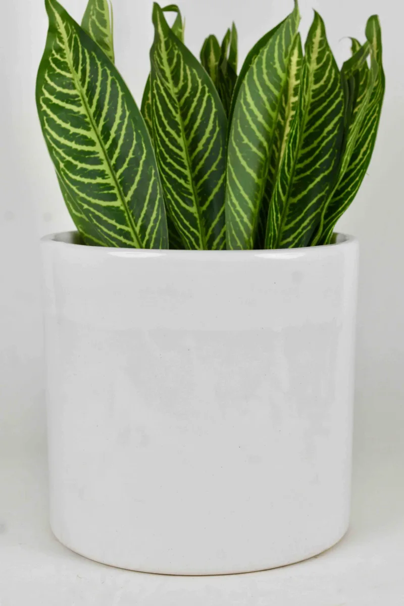 Classic Ceramic Planter Set of 3 (3" Dia) — Primary View