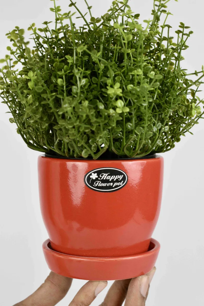 Classic Ceramic Planter — 4" Dia × 4" Height — Primary View