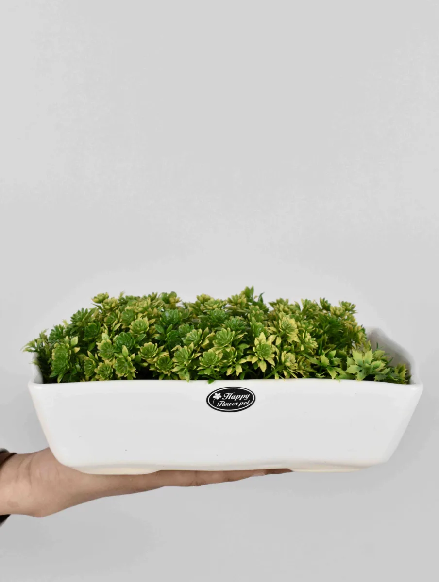 Classic Ceramic Planter — 5.5" Dia × 2.5" Height — Primary View