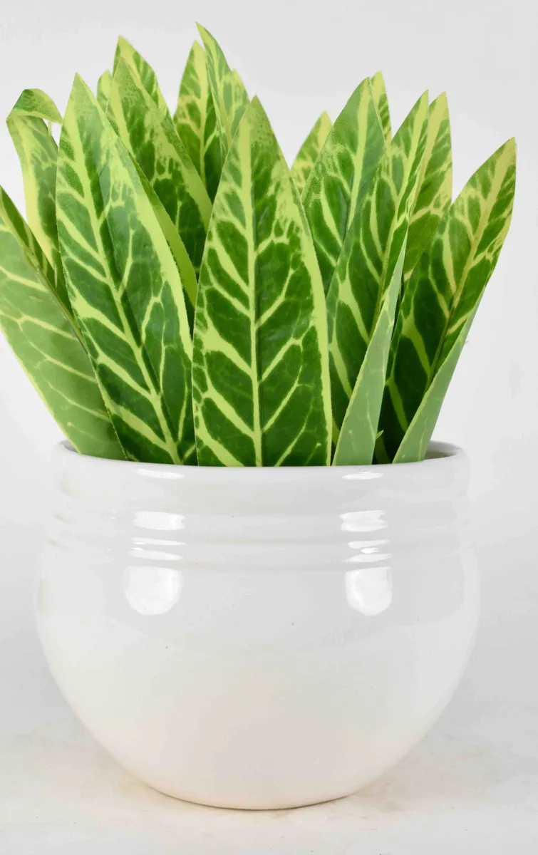Classic Ceramic Planter — 6" Dia × 5.5" Height — Primary View