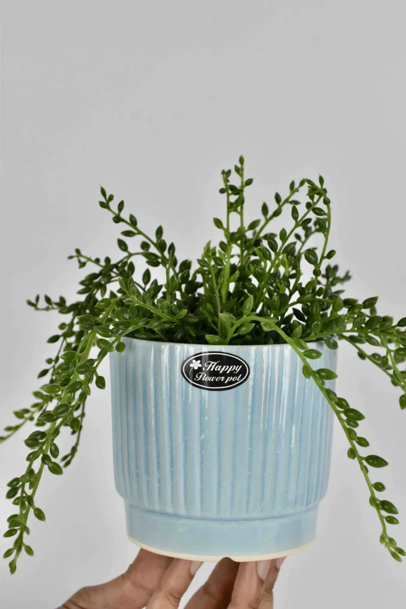 Classic Ceramic Planter — 6.5" Dia × 6" Height — Primary View