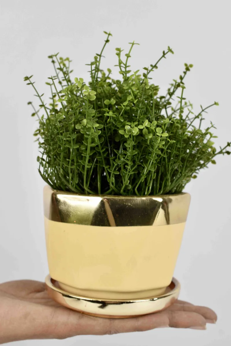 Classic Ceramic Planter — 5" Dia × 5" Height — Primary View