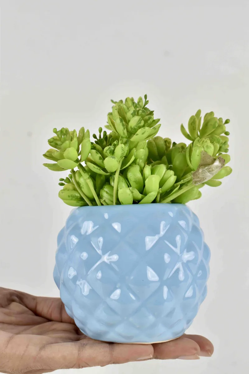 Classic Ceramic Planter — 5" Dia × 5" Height — Primary View
