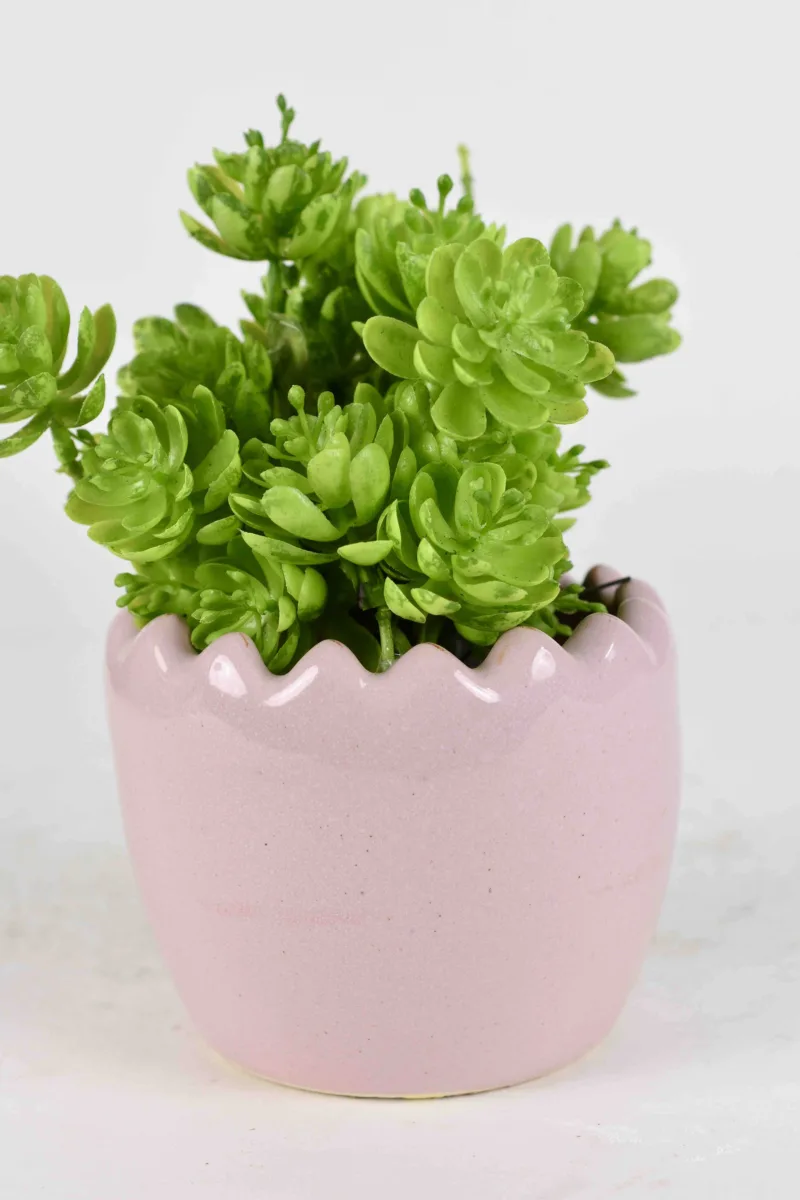 Classic Ceramic Planter — 6" Dia × 5" Height — Primary View
