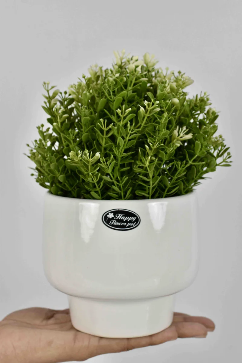 Classic Ceramic Planter — 8.5" Dia × 4" Height — Primary View