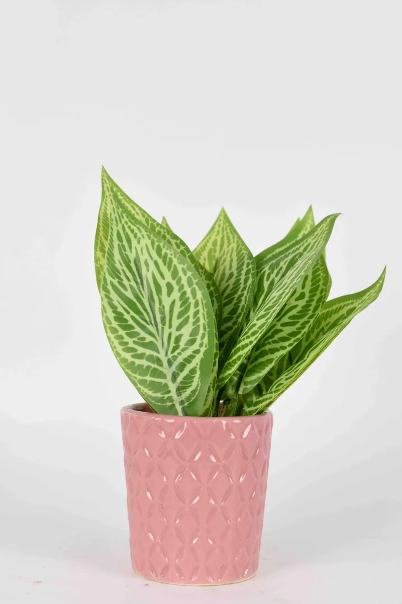 Classic Ceramic Planter — 6" Dia × 4" Height — Primary View